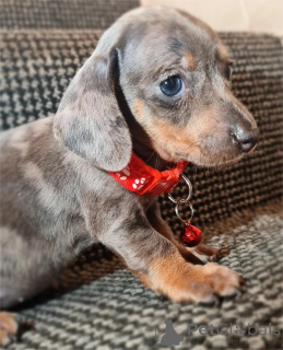 Photo №1. dachshund - for sale in the city of Castrop-rauxel | 329$ | Announcement № 153479