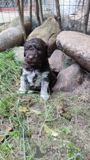 Photo №2 to announcement № 71193 for the sale of lagotto romagnolo - buy in Poland breeder