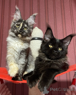 Photo №3. Maine coon. United Kingdom