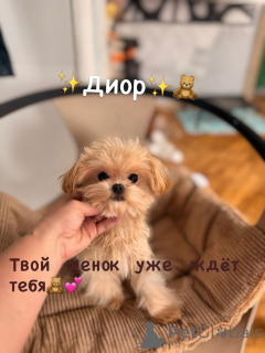 Photo №2 to announcement № 165182 for the sale of maltipu - buy in Belarus from nursery