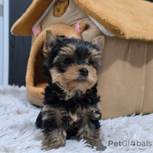 Photo №1. yorkshire terrier - for sale in the city of Prague | negotiated | Announcement № 168621