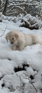 Photo №2 to announcement № 86345 for the sale of golden retriever - buy in Poland breeder