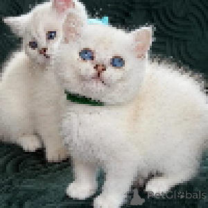 Photo №2 to announcement № 168518 for the sale of british shorthair - buy in San Marino private announcement