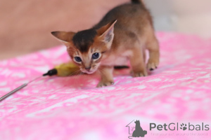 Photo №1. abyssinian cat - for sale in the city of Minsk | 645$ | Announcement № 177556