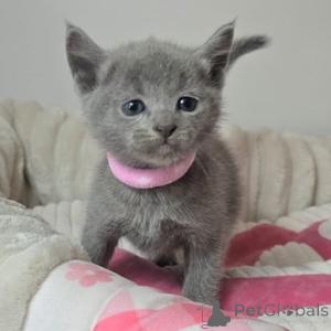 Photo №1. russian blue - for sale in the city of Bridlington | 580$ | Announcement № 174808