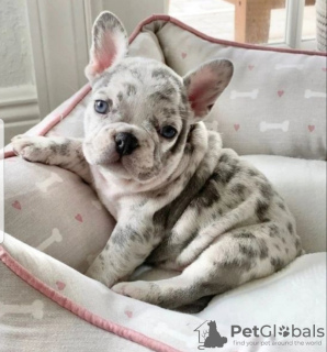 Photo №1. french bulldog - for sale in the city of Вашингтон | 300$ | Announcement № 114547