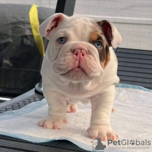 Photo №2 to announcement № 73286 for the sale of english bulldog - buy in United States 