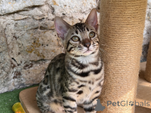 Photo №4. I will sell bengal cat in the city of Berlin.  - price - Is free
