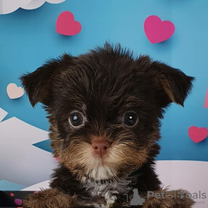 Photo №1. yorkshire terrier - for sale in the city of St. Petersburg | 749$ | Announcement № 8414