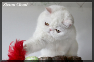Photo №1. exotic shorthair - for sale in the city of Kharkov | 800$ | Announcement № 6693