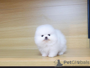 Photo №1. pomeranian - for sale in the city of Франкфурт-на-Майне | 423$ | Announcement № 104070