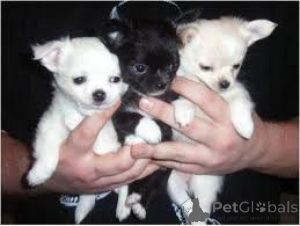 Photo №1. chihuahua - for sale in the city of Bielefeld | Is free | Announcement № 160341