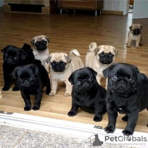 Photo №1. pug - for sale in the city of Tallinn | negotiated | Announcement № 130681