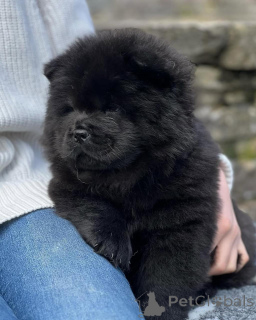 Photo №3. Chow Chow Puppies For Adoption. Germany