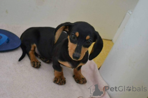 Photo №1. dachshund - for sale in the city of St. Paul's Bay | Is free | Announcement № 107028