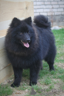 Photo №1. german spitz - for sale in the city of Warsaw | 1057$ | Announcement № 50583