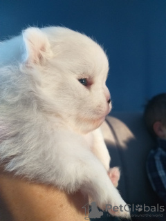 Photo №2 to announcement № 33356 for the sale of pomeranian - buy in Belarus from nursery, breeder