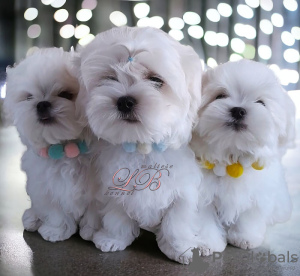Photo №1. maltese dog - for sale in the city of Kiev | 1500$ | Announcement № 81067