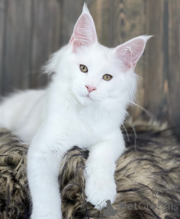 Photo №1. maine coon - for sale in the city of Baden Baden | 1022$ | Announcement № 163468