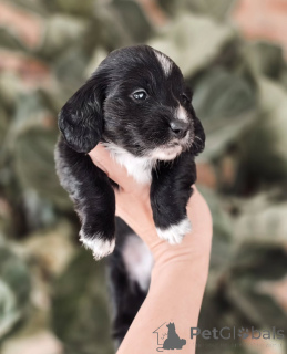 Photo №2 to announcement № 155450 for the sale of dachshund - buy in Norway private announcement