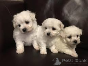 Photo №1. maltese dog - for sale in the city of Manchester | 723$ | Announcement № 165723