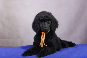 Photo №2 to announcement № 2376 for the sale of poodle (royal) - buy in Russian Federation from nursery, breeder