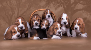 Photo №1. basset hound - for sale in the city of Nizhny Novgorod | Negotiated | Announcement № 3171