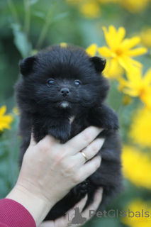 Photo №1. pomeranian - for sale in the city of Minsk | 258$ | Announcement № 174026