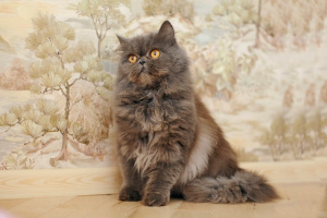 Photo №1. Mating service - breed: persian cat. Price - 50$