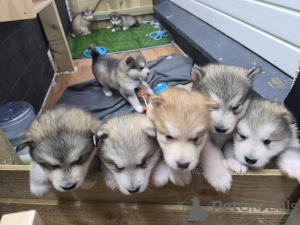 Photo №1. alaskan malamute - for sale in the city of Odensa | negotiated | Announcement № 169952