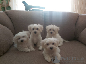 Photo №1. maltese dog - for sale in the city of Штутгарт | 370$ | Announcement № 74521