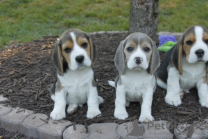 Photo №1. beagle - for sale in the city of Helsinki | negotiated | Announcement № 118939