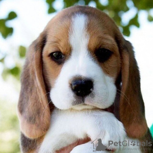 Photo №4. I will sell beagle in the city of Neuss. private announcement - price - 450$