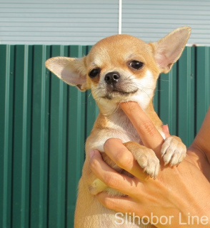 Photo №1. chihuahua - for sale in the city of Москва | Negotiated | Announcement № 5523