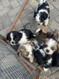 Photo №4. I will sell shih tzu in the city of Alpbach. private announcement - price - negotiated