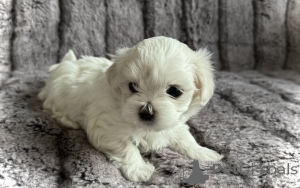Photo №2 to announcement № 160266 for the sale of maltese dog - buy in United States private announcement
