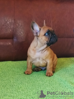 Photo №1. french bulldog - for sale in the city of Smederevo | negotiated | Announcement № 84735