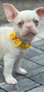 Photo №3. Pink french bulldog puppies. Serbia