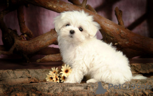 Photo №3. maltse puppies for adoption. United States