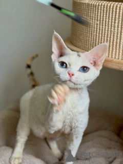 Photo №1. devon rex - for sale in the city of Strasbourg | negotiated | Announcement № 178139