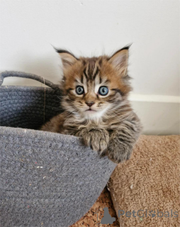 Photo №1. maine coon - for sale in the city of Celle | 329$ | Announcement № 153482
