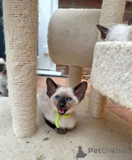 Photo №2 to announcement № 165046 for the sale of siamese cat - buy in Germany private announcement, breeder