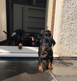 Photo №1. dobermann - for sale in the city of Брауншвейг | Is free | Announcement № 95927