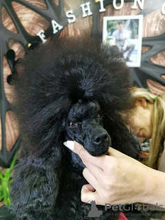 Photo №2 to announcement № 113501 for the sale of poodle (toy) - buy in Serbia breeder