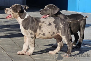 Photo №4. I will sell american bully in the city of Belgrade. breeder - price - negotiated