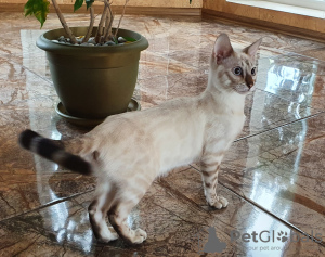 Photo №2 to announcement № 7516 for the sale of bengal cat - buy in Russian Federation from nursery, breeder
