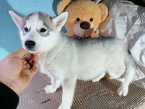 Photo №2 to announcement № 17607 for the sale of siberian husky - buy in Russian Federation private announcement