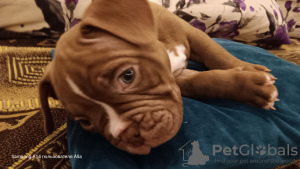 Photo №1. american bully - for sale in the city of Riga | 1585$ | Announcement № 90971