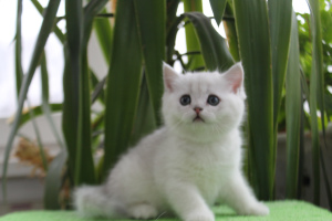Photo №1. british shorthair - for sale in the city of Chelyabinsk | 250$ | Announcement № 2314