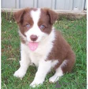 Photo №1. border collie - for sale in the city of Tampere | 723$ | Announcement № 169381